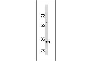 CCNB3 Antibody (C-term /) (ABIN1881172 and ABIN2843325) western blot analysis in HepG2 cell line lysates (35 μg/lane). (Cyclin B3 抗体  (C-Term))