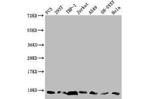 Western Blot Positive WB detected in: PC-3 whole cell lysate, 293T whole cell lysate, THP-1 whole cell lysate, Jurkat whole cell lysate, A549 whole cell lysate, SH-SY5Y whole cell lysate, Hela whole cell lysate All lanes: MP68 antibody at 1:2000 Secondary Goat polyclonal to rabbit IgG at 1/50000 dilution Predicted band size: 7, 9 kDa Observed band size: 7 kDa (C14orf2 抗体  (AA 1-58))