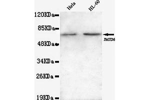 Western blot detection of JMJD6(N-terminus) in Hela and HL-60 lysates using JMJD6(N-terminus) mouse mAb (1:1000 diluted). (JMJD6 抗体  (N-Term))