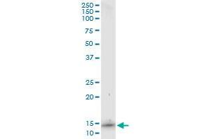 Immunoprecipitation of S100A7 transfected lysate using anti-S100A7 monoclonal antibody and Protein A Magnetic Bead , and immunoblotted with S100A7 MaxPab rabbit polyclonal antibody. (S100A7 抗体  (AA 1-101))