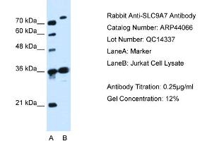 WB Suggested Anti-SLC9A7  Antibody Titration: 0. (NHE7 抗体  (N-Term))