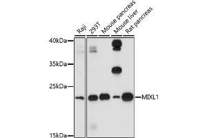 Western blot analysis of extracts of various cell lines, using MIXL1 antibody (ABIN7268667) at 1:1000 dilution. (MIXL1 抗体)