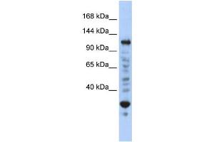 Western Blotting (WB) image for anti-Nuclear Transcription Factor, X-Box Binding 1 (NFX1) antibody (ABIN2458113) (NFX1 抗体)