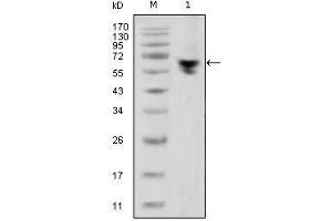 Image no. 1 for Mouse anti-Human IgG (Fc Region) antibody (ABIN1498829) (小鼠 anti-人 IgG (Fc Region) Antibody)