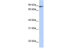 WB Suggested Anti-ILF3 Antibody Titration:  0. (Interleukin enhancer-binding factor 3 (ILF3) (C-Term) 抗体)