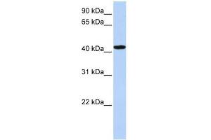 TADA1L antibody used at 1 ug/ml to detect target protein.