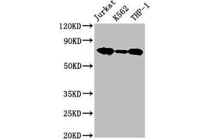 Western Blot Positive WB detected in: Jurkat whole cell lysate, K562 whole cell lysate, THP-1 whole cell lysate All lanes: LCP1 antibody at 2. (LCP1 抗体  (AA 2-627))