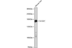Western blot analysis of extracts of mouse liver, using SLC4 antibody (ABIN6128770, ABIN6148017, ABIN6148018 and ABIN6214460) at 1:1000 dilution. (SLC4A7 抗体  (AA 240-400))