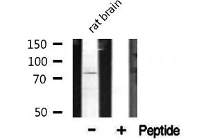 Western blot analysis of extracts from rat Brian, using CDH9 antibody. (Cadherin 9 抗体  (Internal Region))