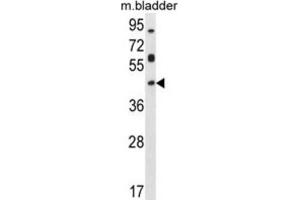 Western Blotting (WB) image for anti-Homeobox D13 (HOXD13) antibody (ABIN2996088) (Homeobox D13 抗体)
