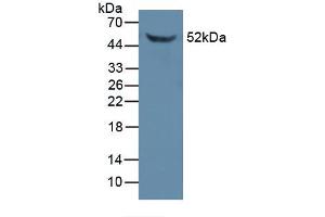 Western Blotting (WB) image for anti-FK506 Binding Protein 5 (FKBP5) (AA 2-456) antibody (ABIN1078044)