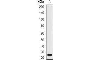 Western blot analysis of ATG10 expression in mouse small intestine (A) whole cell lysates. (ATG10 抗体)