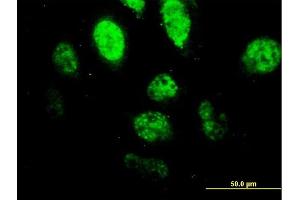 Immunofluorescence (IF) image for anti-Spleen Focus Forming Virus (SFFV) Proviral Integration Oncogene Spi1 (SPI1) (AA 1-120) antibody (ABIN520430)