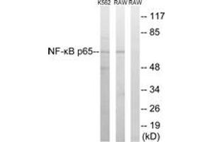 Western blot analysis of extracts from K562/RAW264. (NF-kB p65 抗体  (AA 249-298))