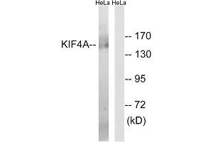 Western blot analysis of extracts from HeLa cells, using KIF4A antibody. (KIF4A 抗体  (C-Term))