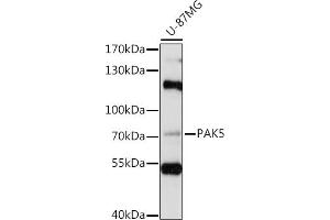 Western blot analysis of extracts of U-87MG cells, using P antibody (ABIN7269143) at 1:1000 dilution. (PAK7 抗体  (AA 600-700))