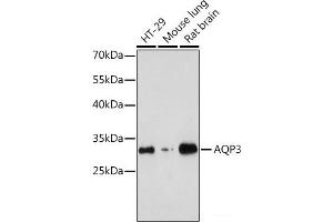 Western blot analysis of extracts of various cell lines using AQP3 Polyclonal Antibody at dilution of 1:1000. (AQP3 抗体)