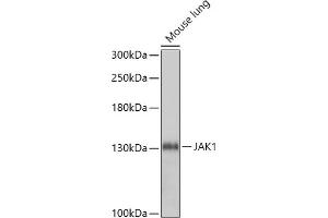 Western blot analysis of extracts of Mouse lung, using J antibody (ABIN7268038) at 1:1000 dilution. (JAK1 抗体  (AA 120-380))