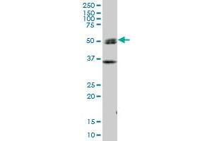 SH2D4A MaxPab polyclonal antibody. (SH2D4A 抗体  (AA 1-454))