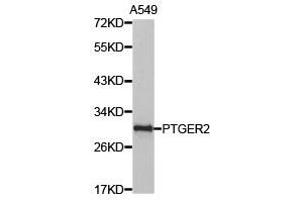 Western Blotting (WB) image for anti-Prostaglandin E Receptor 2 (Subtype EP2), 53kDa (PTGER2) antibody (ABIN1874408) (PTGER2 抗体)