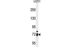 WDR76 Antibody (C-term) western blot analysis in U251 cell line lysates (35 µg/lane). (WDR76 抗体  (C-Term))