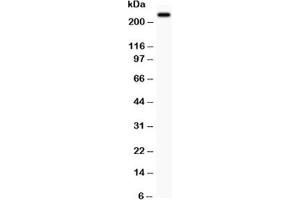 Western blot testing of MUC4 antibody and PC12 lysate (MUC4 抗体  (AA 1249-1444))