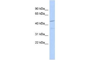 FAM81A antibody used at 1 ug/ml to detect target protein. (FAM81A 抗体  (N-Term))