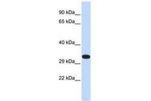 Image no. 1 for anti-Kinesin Family Member 25 (KIF25) (N-Term) antibody (ABIN6740359) (KIF25 抗体  (N-Term))