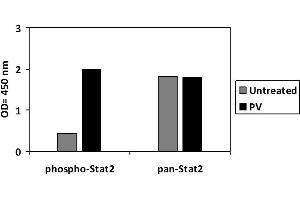 STAT2 ELISA 试剂盒