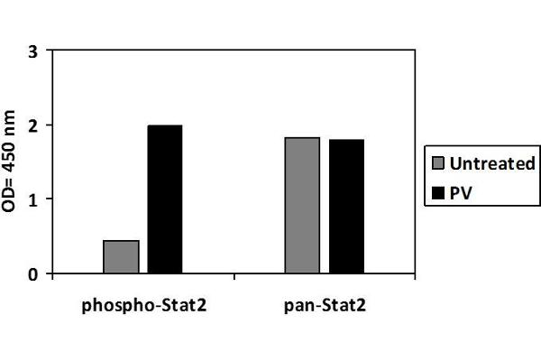 STAT2 ELISA 试剂盒