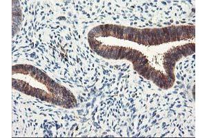 Image no. 2 for anti-Latexin (LXN) antibody (ABIN1499100) (Latexin 抗体)