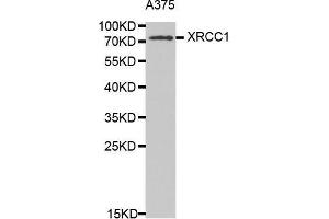 Western Blotting (WB) image for anti-X-Ray Repair Complementing Defective Repair in Chinese Hamster Cells 1 (XRCC1) (AA 1-320) antibody (ABIN6213850) (XRCC1 抗体  (AA 1-320))