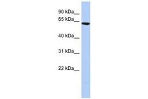 Image no. 1 for anti-Coiled-Coil Domain Containing 96 (CCDC96) (N-Term) antibody (ABIN6741358) (CCDC96 抗体  (N-Term))