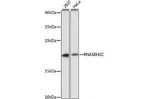 Western blot analysis of extracts of various cell lines using RNASEH2C Polyclonal Antibody at dilution of 1:3000. (RNASEH2C 抗体)