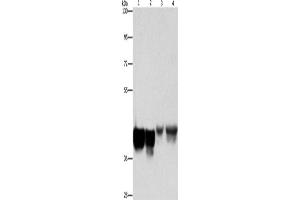 Western Blotting (WB) image for anti-Ancient Ubiquitous Protein 1 (Aup1) antibody (ABIN2429164) (Ancient Ubiquitous Protein 1 抗体)