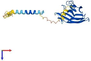 Protein Structure (PS) image for Tumor Necrosis Factor alpha (TNF alpha) (AA 1-233) protein (His tag) (ABIN7555778)