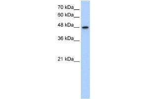 WB Suggested Anti-MAT1A Antibody  Titration: 1. (MAT1A 抗体  (N-Term))