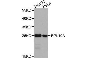 Western Blotting (WB) image for anti-Ribosomal Protein L10a (RPL10A) antibody (ABIN1876954) (RPL10A 抗体)