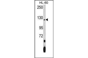 Image no. 1 for anti-Pumilio Homolog 1 (PUM1) (N-Term) antibody (ABIN360015) (PUM1 抗体  (N-Term))