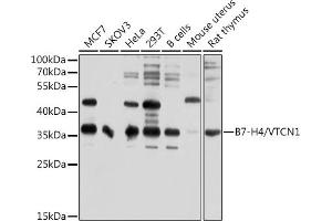 Western blot analysis of extracts of various cell lines, using B7-H4/VTCN1 antibody (ABIN6129975, ABIN6150157, ABIN6150158 and ABIN6214657) at 1:1000 dilution. (VTCN1 抗体  (AA 100-260))