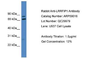WB Suggested Anti-LRRFIP1  Antibody Titration: 0. (LRRFIP1 抗体  (Middle Region))