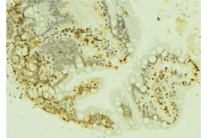 ABIN6277221 at 1/100 staining Mouse colon tissue by IHC-P. (FOXM1 抗体  (N-Term))