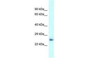 Image no. 1 for anti-Dermatopontin (DPT) (AA 45-94) antibody (ABIN6747613) (Dermatopontin 抗体  (AA 45-94))