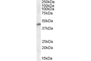Western Blotting (WB) image for anti-NK2 Homeobox 5 (NKX2-5) (Internal Region) antibody (ABIN2464154) (NK2 Homeobox 5 抗体  (Internal Region))