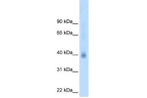 Western Blot showing NR2F2 antibody used at a concentration of 2. (NR2F2 抗体  (N-Term))