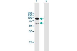 Western Blot analysis of UTP3 expression in transfected 293T cell line by UTP3 MaxPab polyclonal antibody.