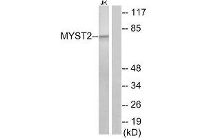 Western Blotting (WB) image for anti-MYST Histone Acetyltransferase 2 (MYST2) (Internal Region) antibody (ABIN1849063) (MYST2 抗体  (Internal Region))