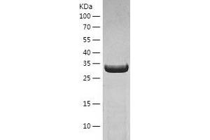 Western Blotting (WB) image for N-Ethylmaleimide-Sensitive Factor Attachment Protein, gamma (NAPG) (AA 1-312) protein (His-IF2DI Tag) (ABIN7124091)