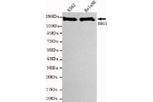 Western blot detection of SBRG1 in Hela NE and K562 cell lysates using BRG1 mouse mAb (1:1000 diluted). (SMARCA4 抗体)
