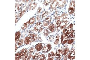 Immunohistochemistry of paraffin-embedded human stomach using DTNBP1 antibody (ABIN7266870) at dilution of 1:100 (40x lens). (DTNBP1 抗体  (AA 1-351))